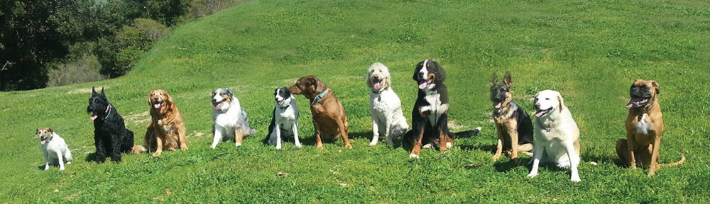 Ellie’s Doggie Day Care charges enjoy a day in the East Bay hills