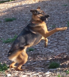 jumping doggie